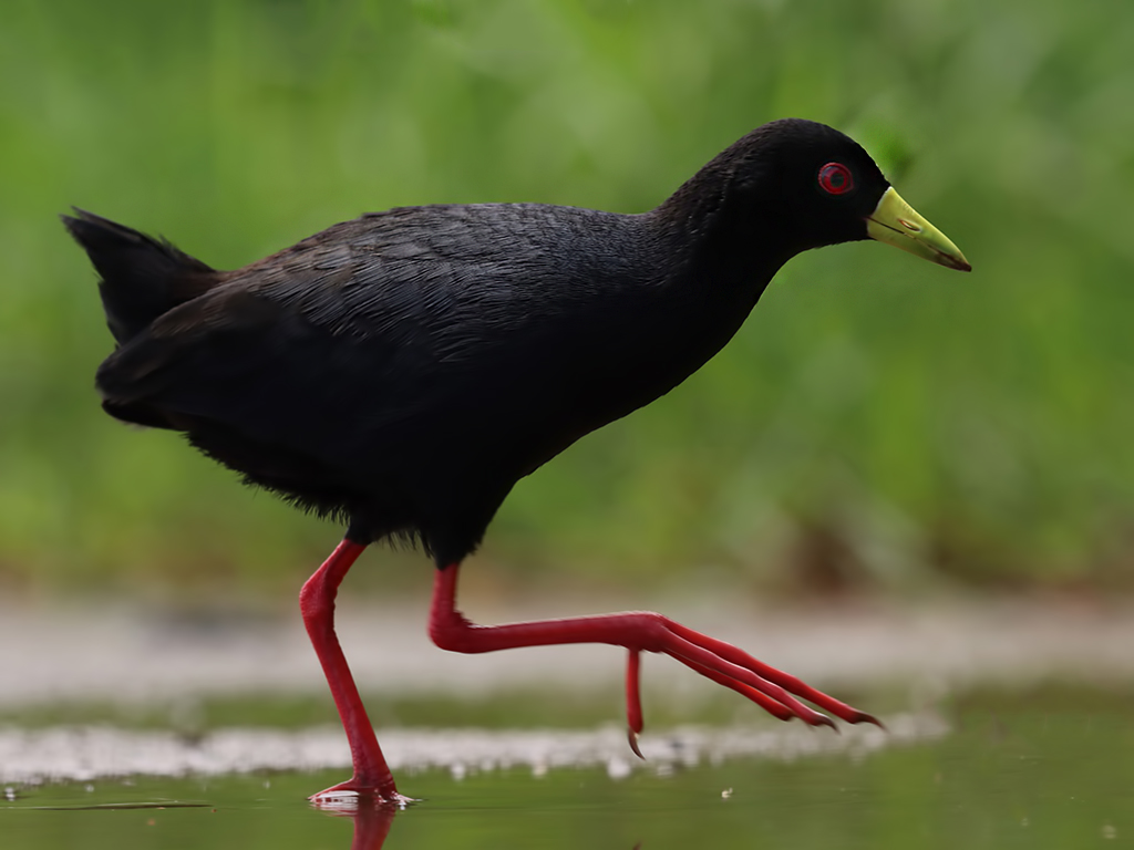 Black Crake
